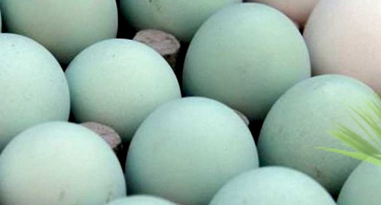 Olağanüstü Görüntüsünün Altında Yatan Sır: Mavi Yumurta Nedir?
