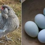 Olağanüstü Görüntüsünün Altında Yatan Sır: Mavi Yumurta Nedir?