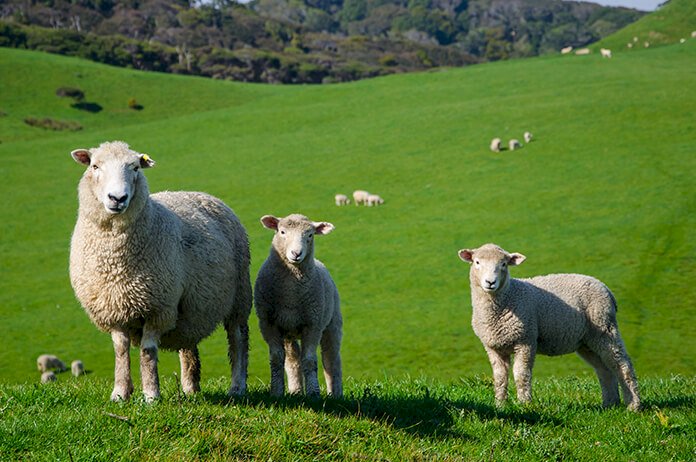Koyun Türleri ve Özellikleri – Koyunlar Hakkında Bilgiler
